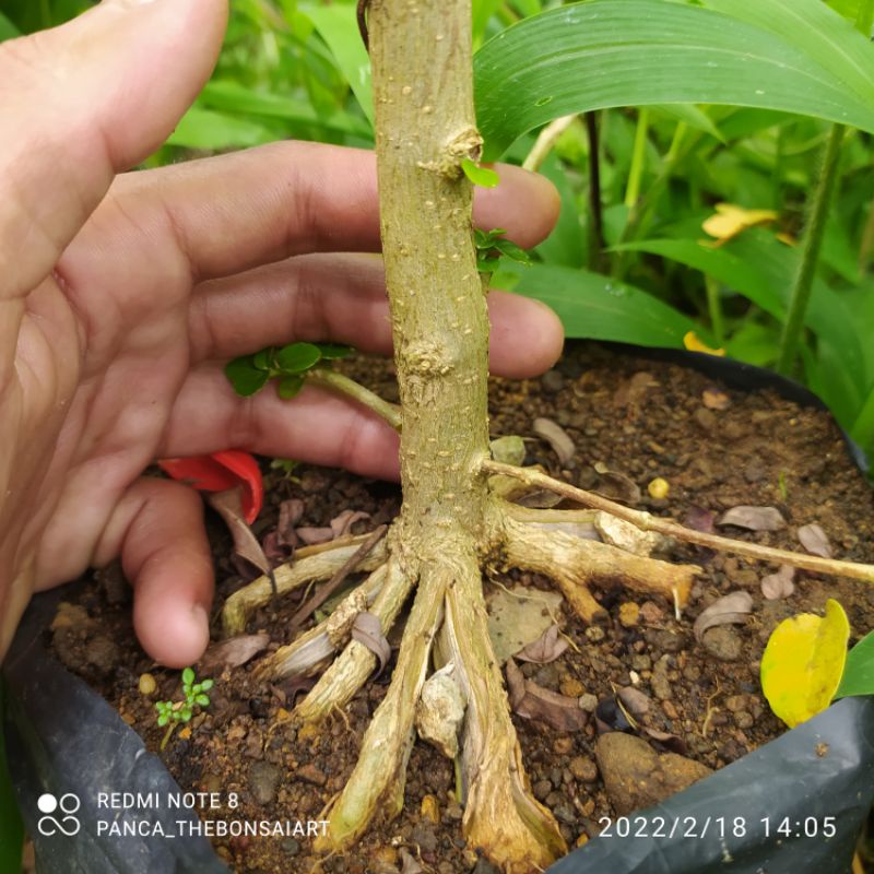 bahan bonsai sancang prokar