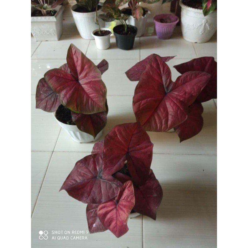 caladium red dragon