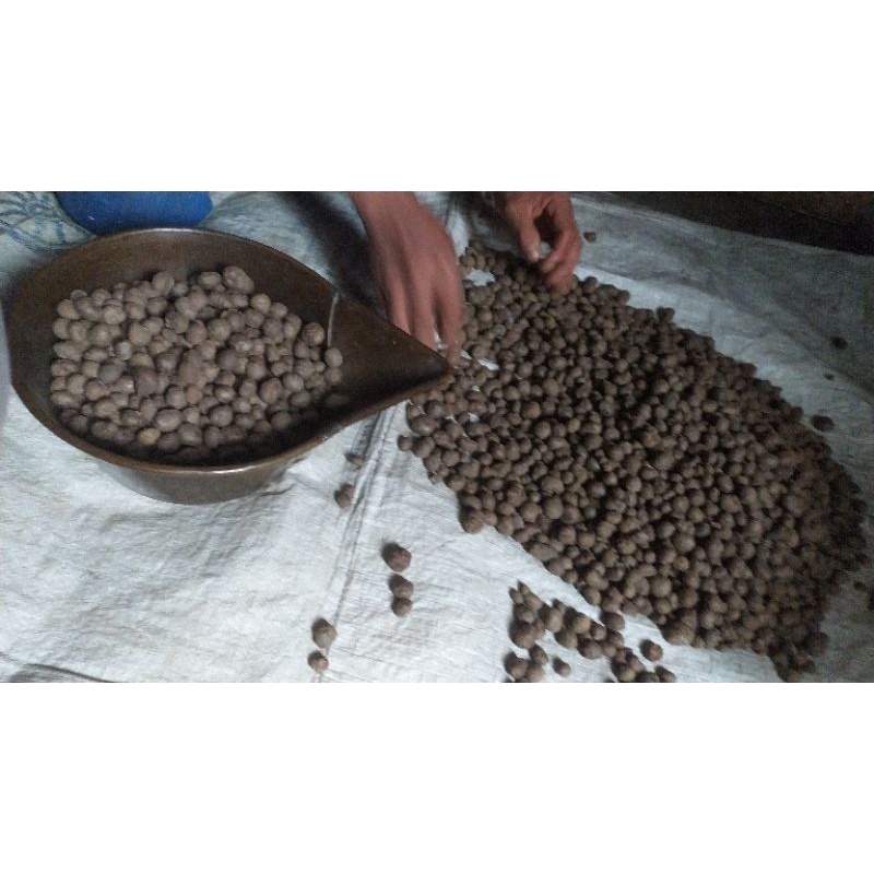 

porang/walur
