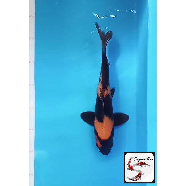 Koi Hi Utsuri Lokal Blitar 27 CM