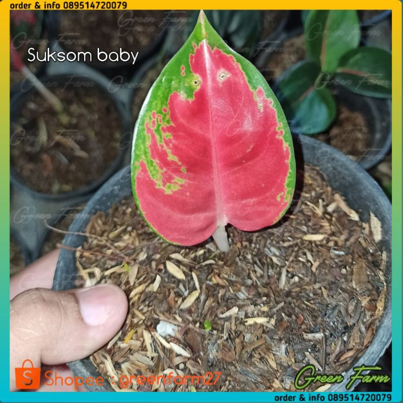 Bunga Aglonema Suksom Jaipong Baby / Aglonema Suksom Jaipong Kecil