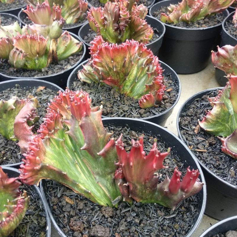 Euphorbia Lactea Red