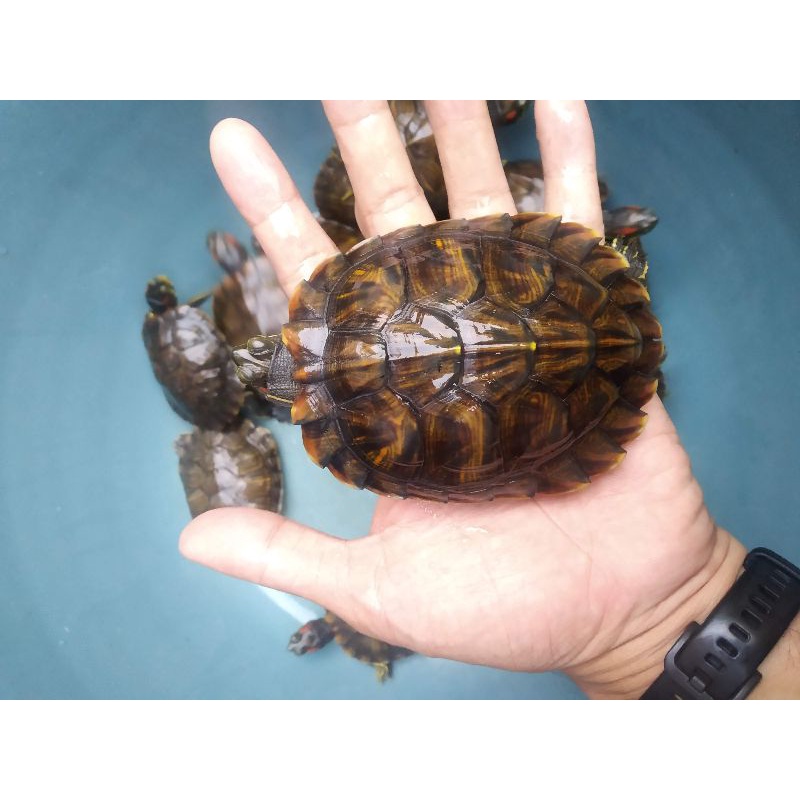 Res Kura-Kura Brazil -+10 cm up