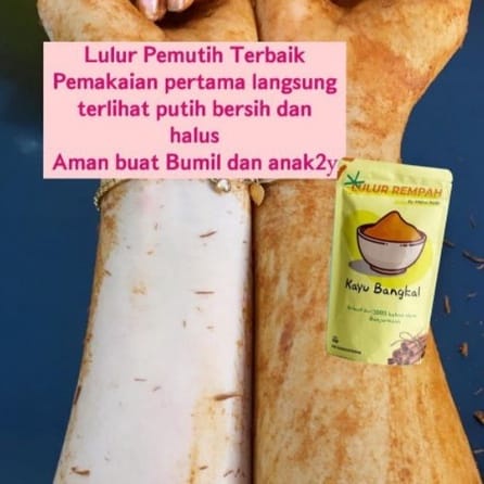 LULUR BANGKAL 20GRAM LULUR PEMUTIH BADAN LULUR REMPAH LULUR KAYU BANGKAL LULUR HERBAL ORI