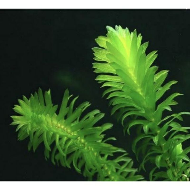 [ POT ] Hydrilla Verticillata hidrila Elgaria Densa Tanaman Aquascape TANAMAN AIR MURAH