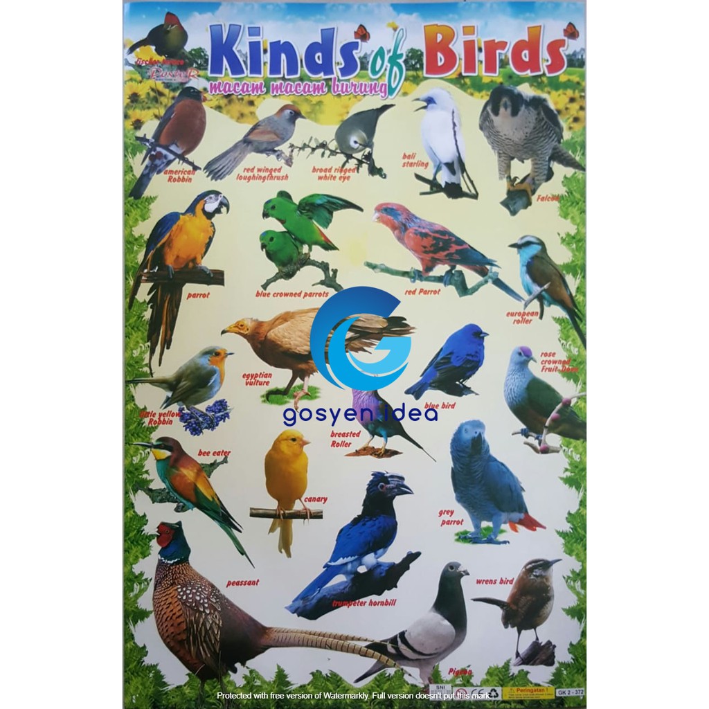 Kumpulan Koleksi Gambar Burung Anak Tk Terbaru