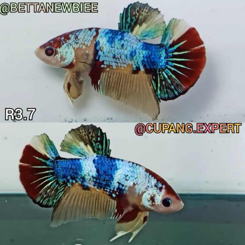 Cupang Candy Copper Male R3,7