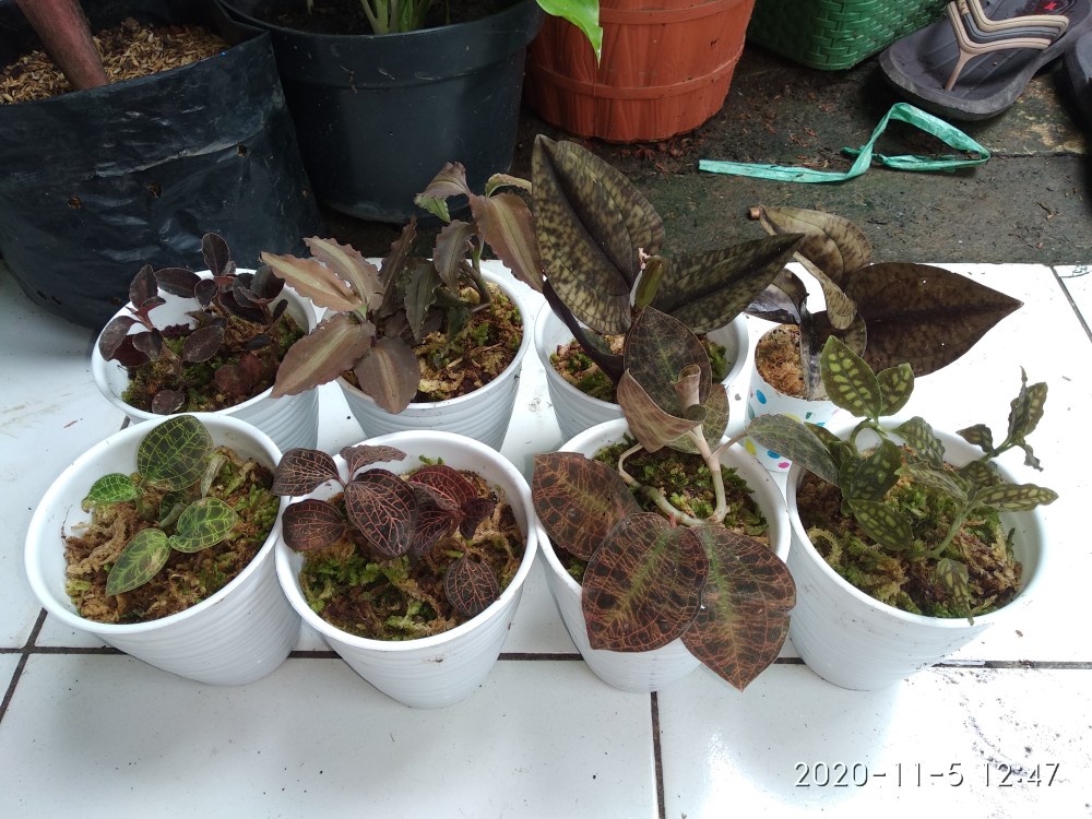 Anggrek Tanah Jewel Orchid/anoectochilus Rendwartii/anoectochilus Sp/macodes Petola