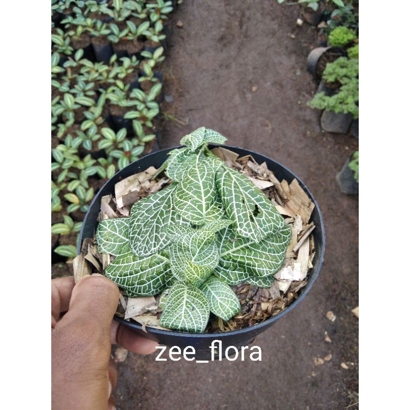 pohon tanaman episia mutiara