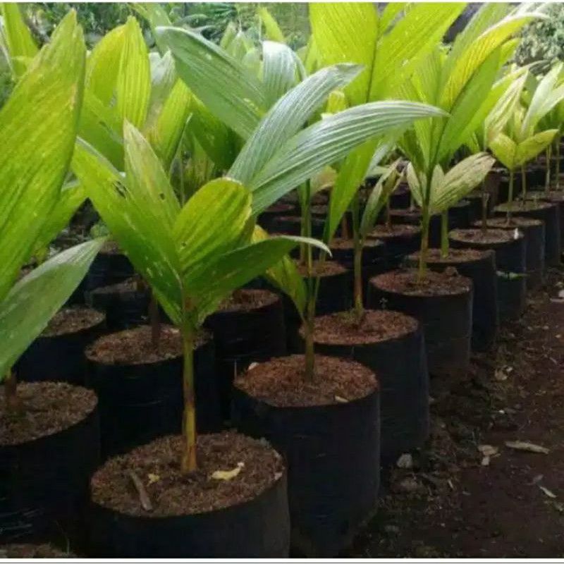 BIBIT TANAMAN PINANG HIBRIDA / JAMBE HIBRIDA / BERBUAH BANYAK