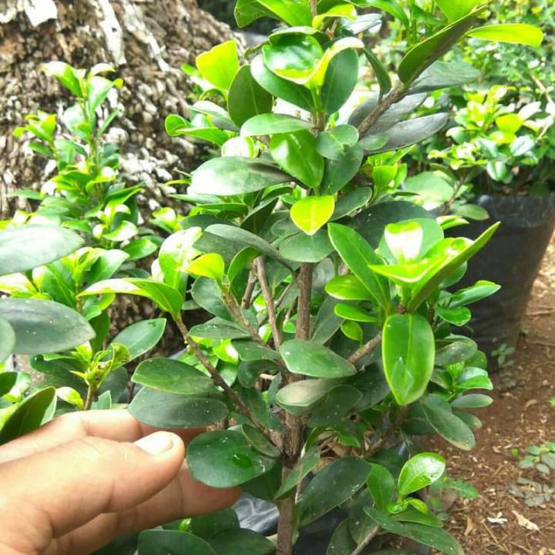 Bibit Bonsai Beringin Compacta