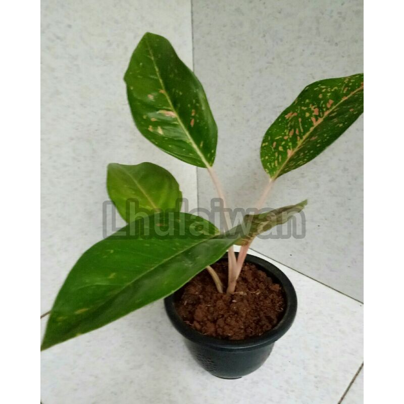 Tanaman hias aglonema / aglaonema big roy / Lulaiwan  hijau