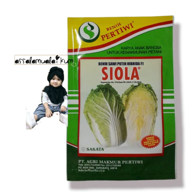benih sawi putih siola