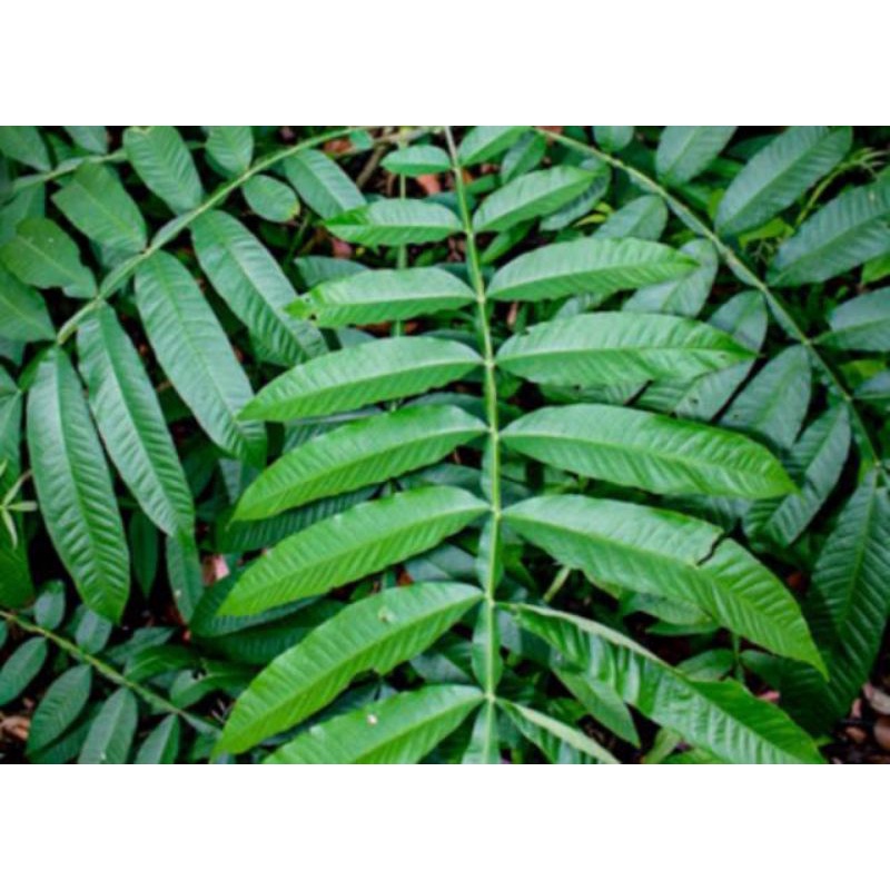 obat herbal covid 19 daun sungkai 100 gram