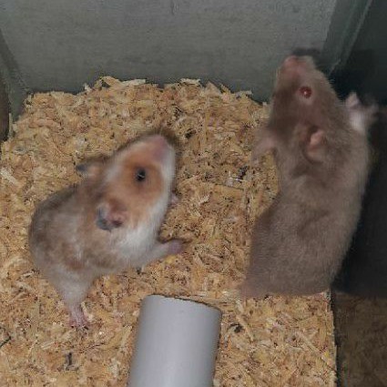 Hamster Syrian Satin Mata Sable dan Syrian Golden Domspot