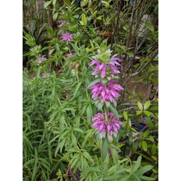 Benih Herbal Lemon Mint Lemon Beebalm Monarda Citriodora