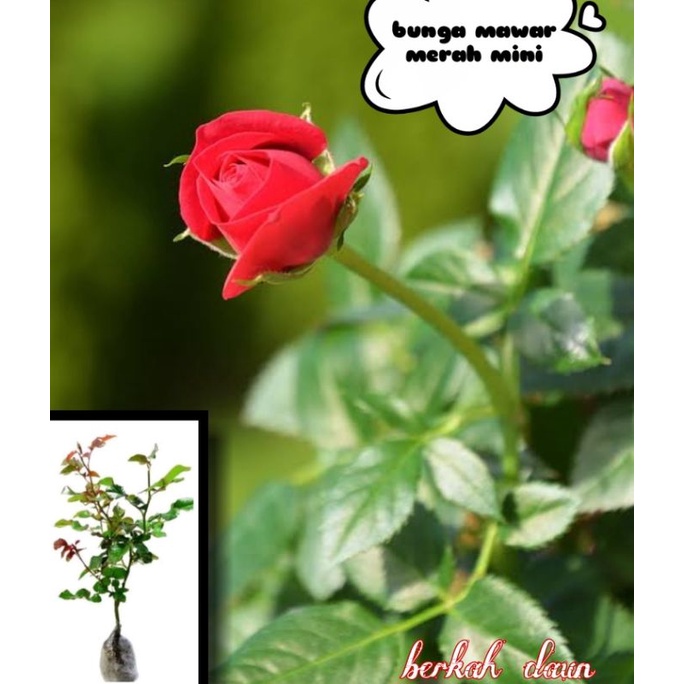 bibit mawar merah mini sdh hidup tinggal tanam