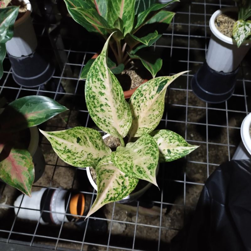 aglonema white Mayang / Siam mutiara