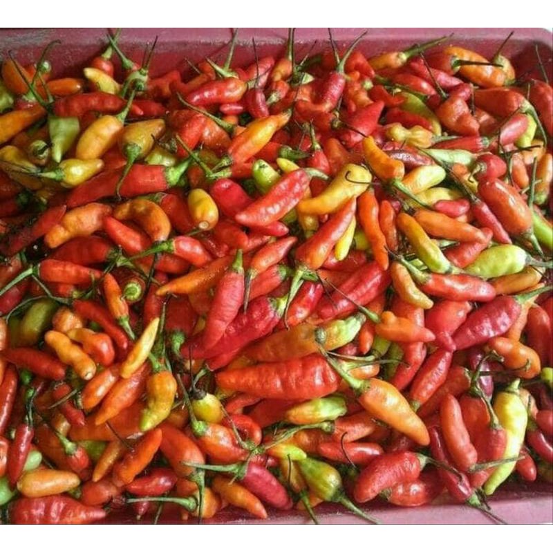 

PROMO Cabe Rawit Merah/Cabe Setan Segar 1kg