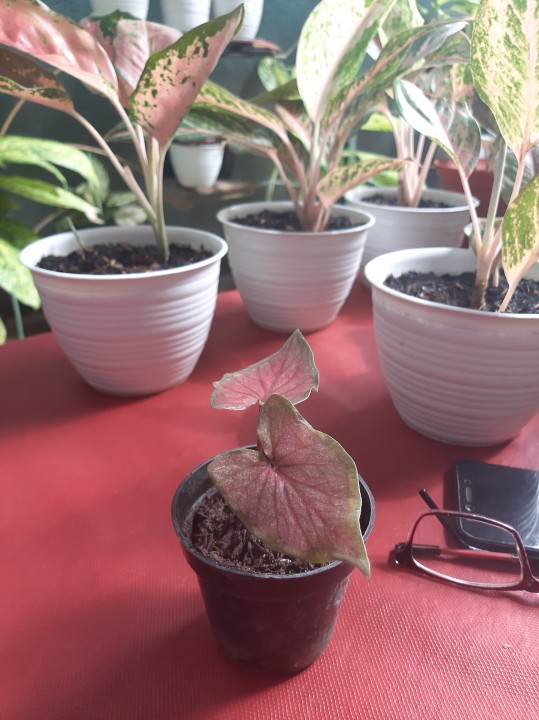 Keladi Hias Red Devil/keladi Import/red Devil