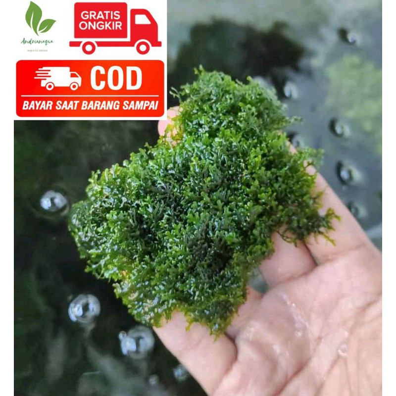 Moss ricardia mini pelia Aquatic Plant porsi mika 10x15 beli 5 gratis 1