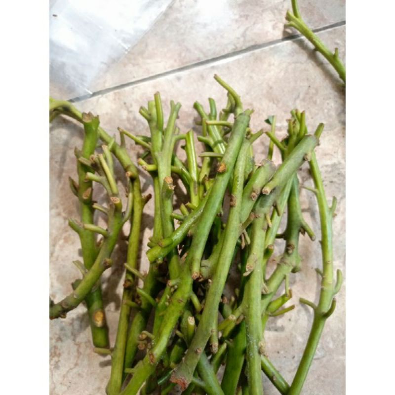 Entres Batang Segar Alpukat Kelud Jambon Super (beli 10 gratis 1)