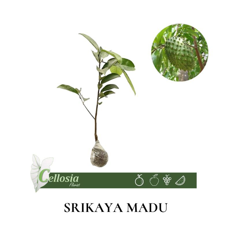 Bibit Tanaman Buah Srikaya Madu
