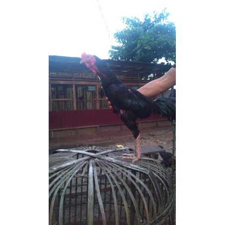 

Telur Ayam Pakhoy Manedeng X Blackrose