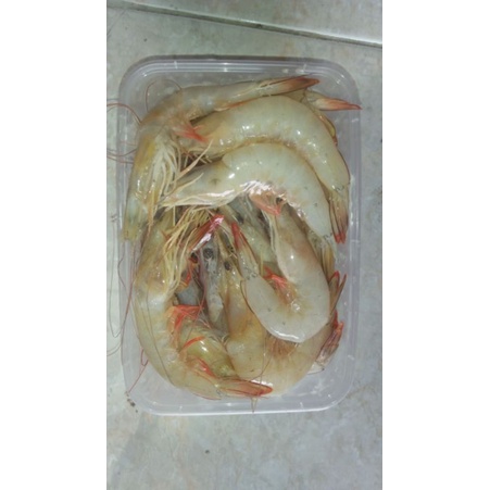 

udang