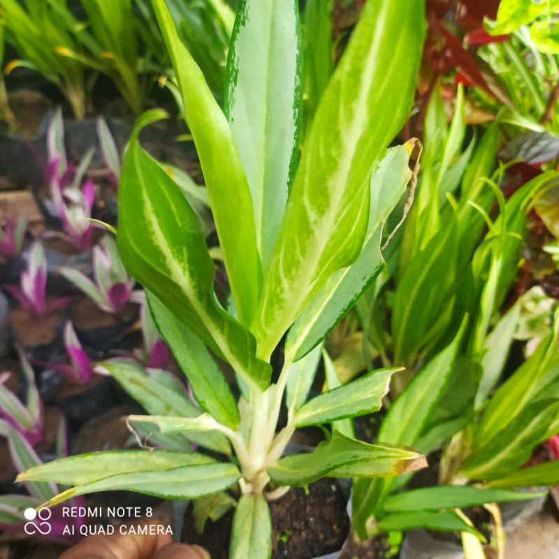 BUNGA SRI REJEKI BULU AYAM