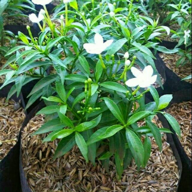 Tanaman hias rombusa mini hijau - pohon bunga rombusa mini hijau