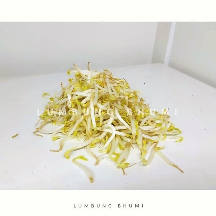 

Langsung Order Toge Tauge Kecil 500 Gr - Terlaris