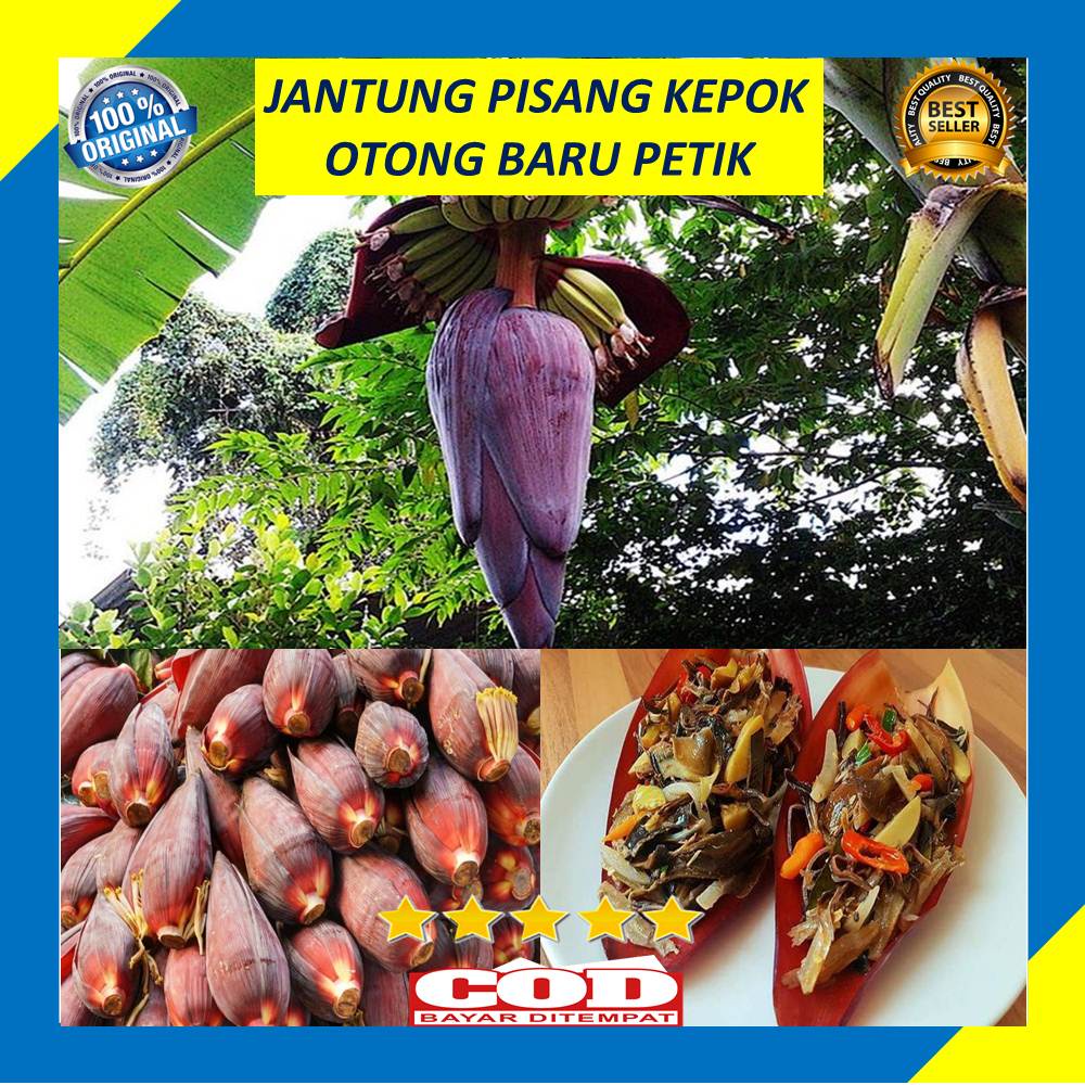 

Jantung Pisang Kepok Perbuah Otong Pisang Baru Petik Fresh