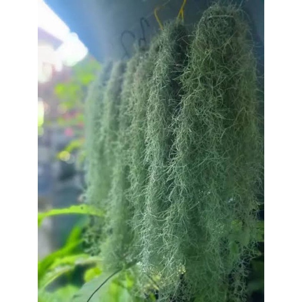 tanaman jenggot musa