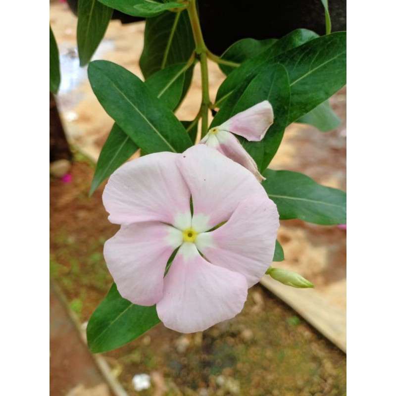 Bunga hidup murah/Bunga Vinca