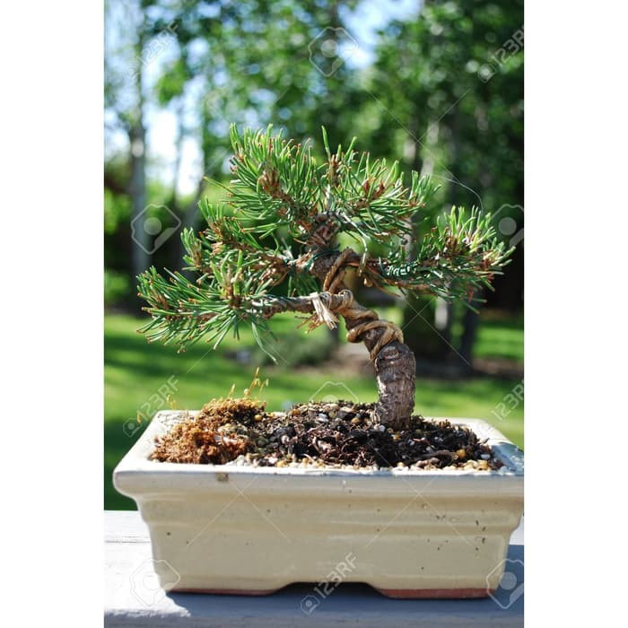 Bibit / Benih Biji Tanaman Pohon MUGO PINE Bonsai Pinus Eropa isi 10 Biji-3