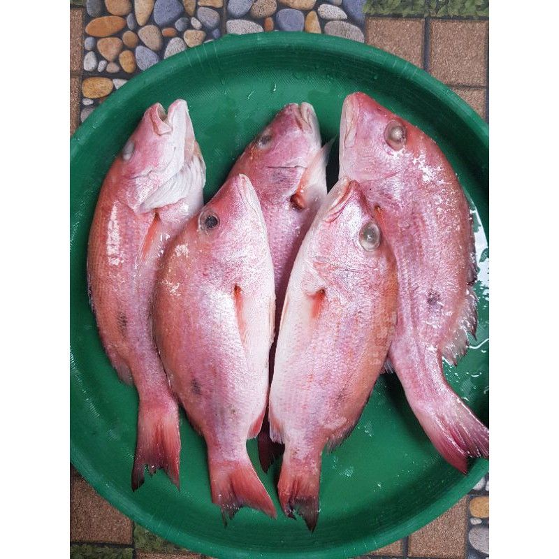 

500 gram daging potong ikan kakap merah segar fresh siap masak