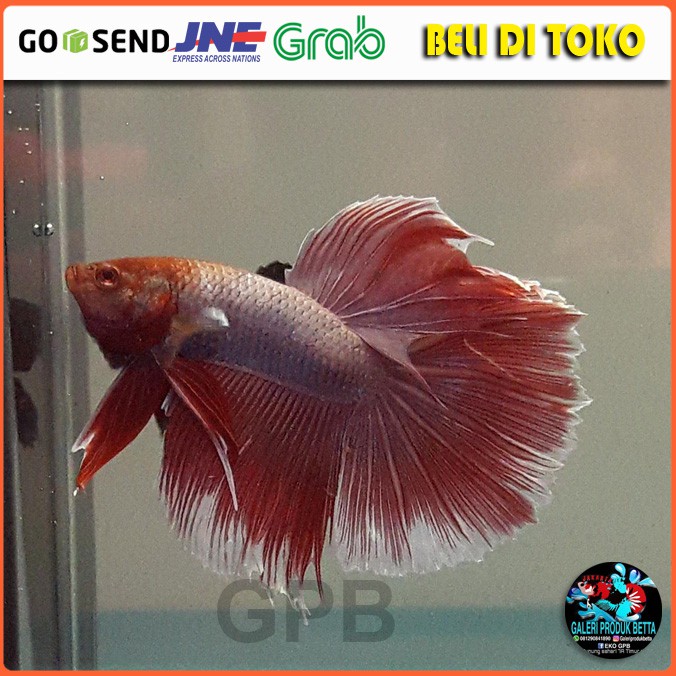 Ikan Cupang Halfmoon Ikan Laga Halfmoon Ikan Hias Ikan Halfmoon Ikan Cupang Half Moon