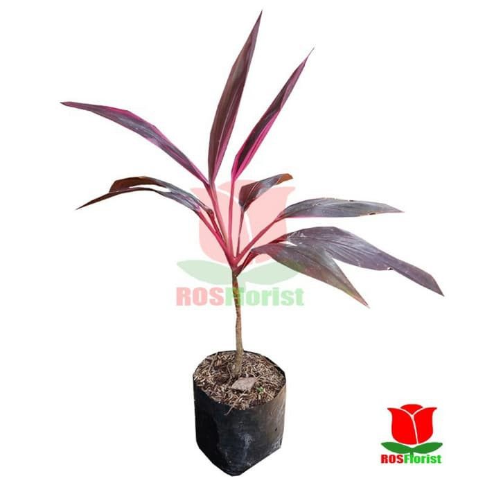 Tanaman Daun Hanjuang Merah