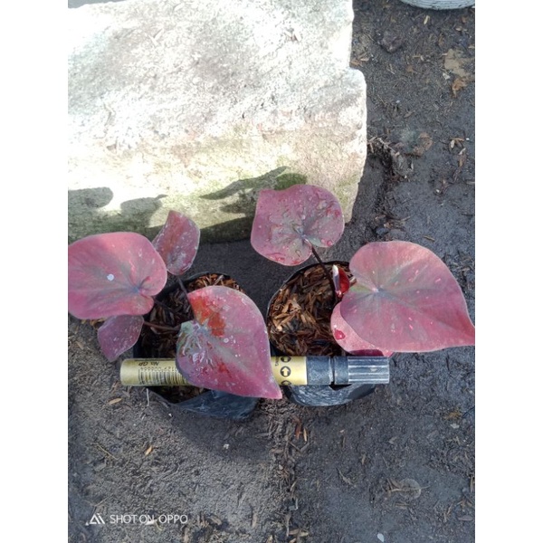 Tanaman hias caladium Dealova