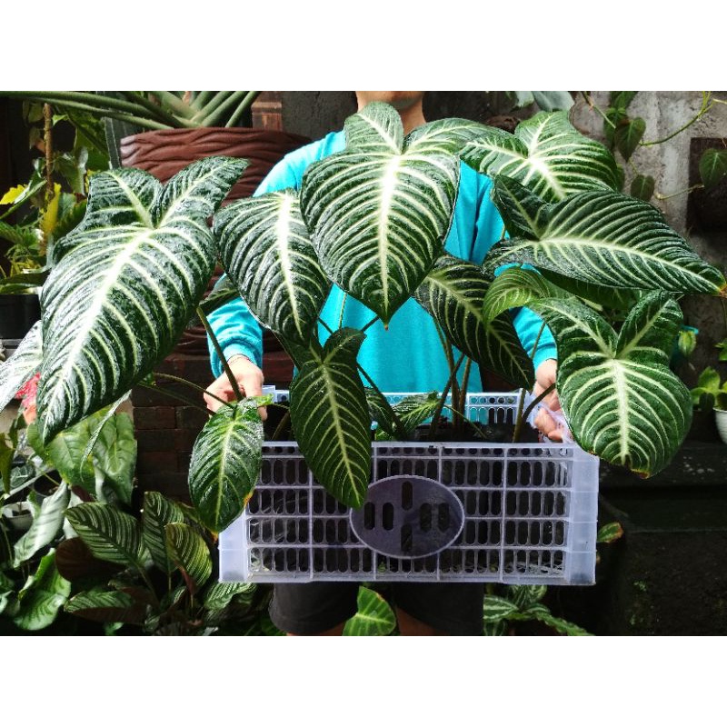 Anakan Xanthosoma Lindenii