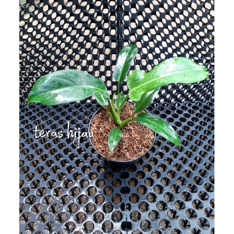 philodendron ecuadorian realpict