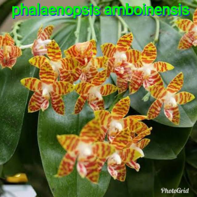 anggrek phalaenopsis amboinensis dewasa rawatan