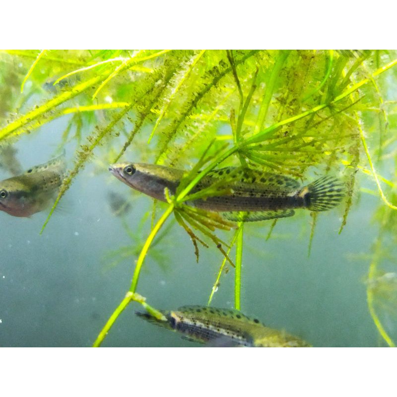 Channa Pulchra Blue 4-5-6cm bonus premblue.