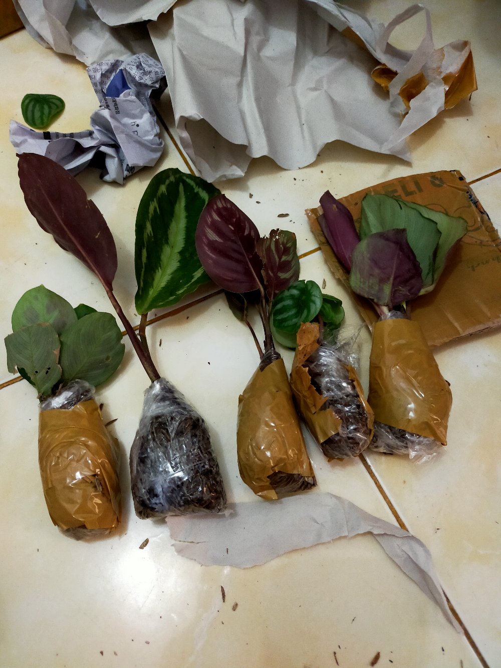 Tanaman Hias Calathea Silver Black