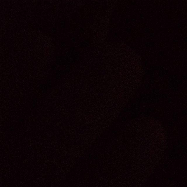 Tanaman Hias Mini Kaktus Duri Kuning