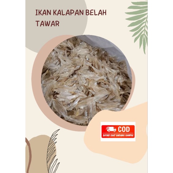 

IKAN KALAPAN/PUTRI AYU TAWAR