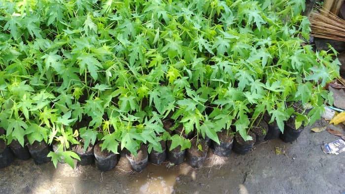 Bibit Pepaya Thailand