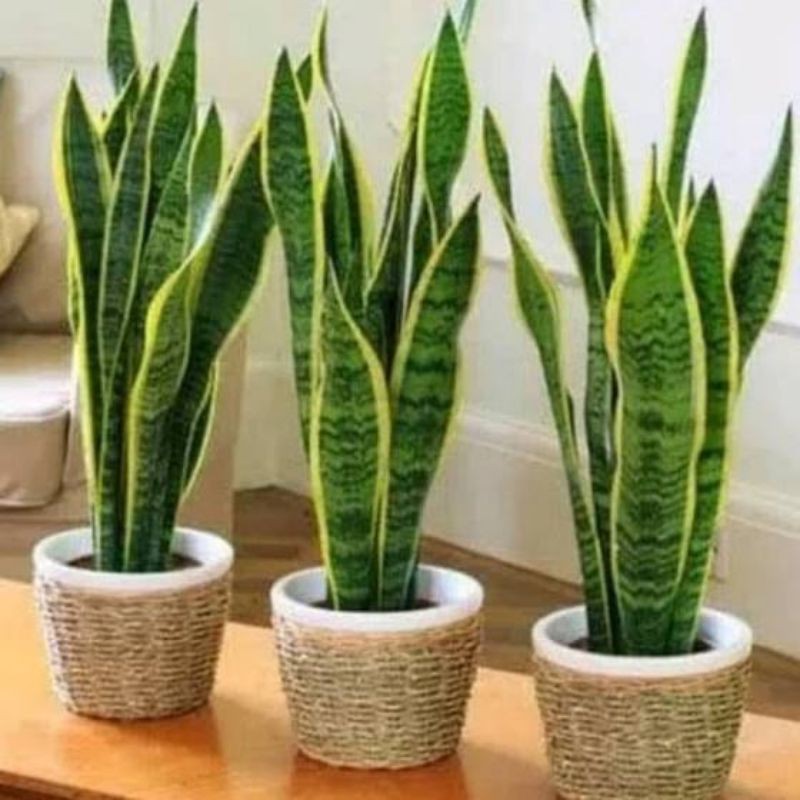 Tanaman hias lidah mertua / tanaman pot lidah mertua