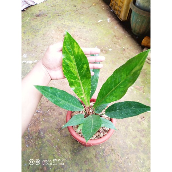 Anthurium Hookeri Variegata / Anthurium Hokeri Variegata (Big Size)